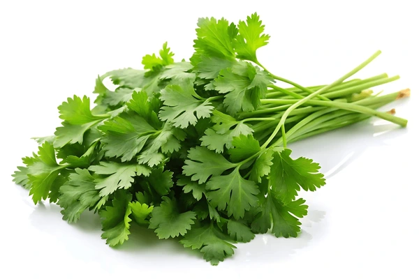 Coriander Leaves - కొత్తిమీర