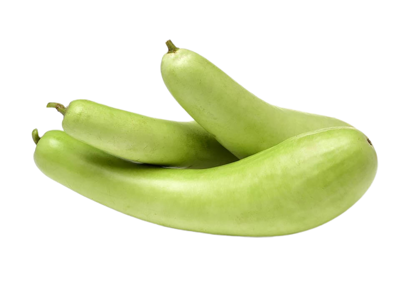 Bottle Gourd - సొరకాయ