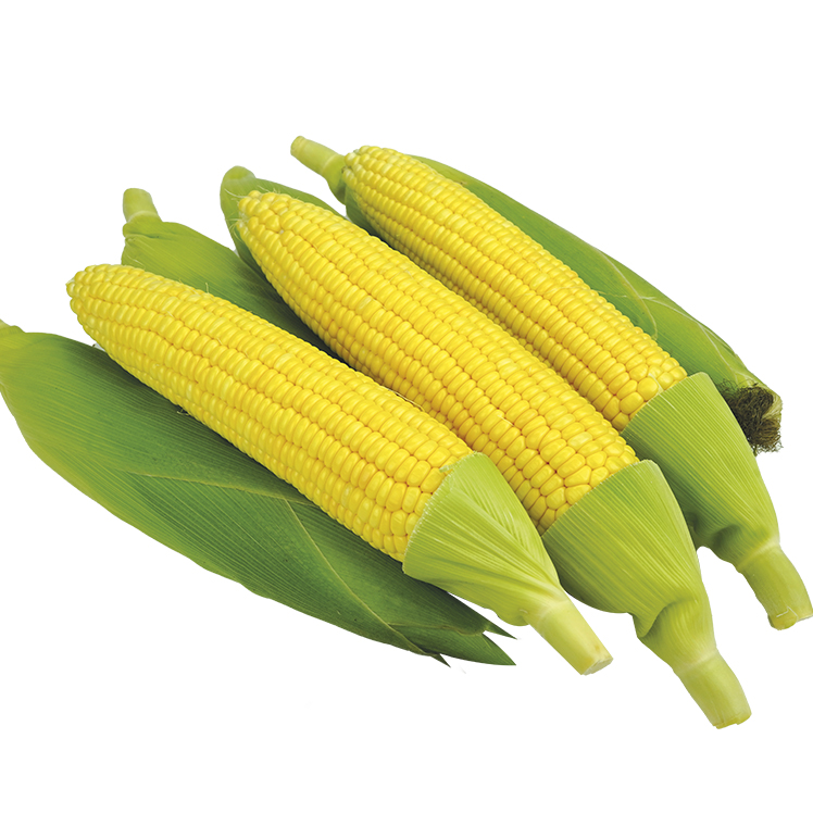 Sweet Corn - మక్కజొన్న