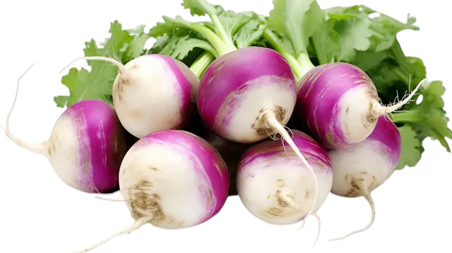 Turnip - శలగ